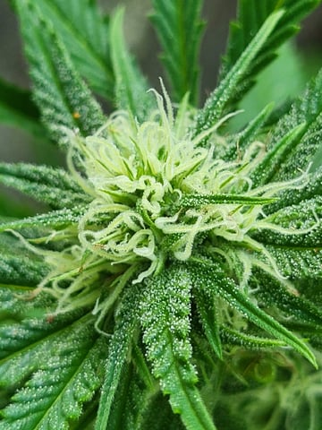 Bread — flower, day 38