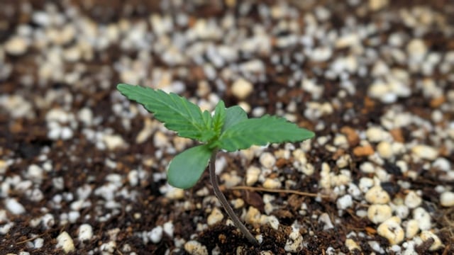 Grow 2 — germination, day 12