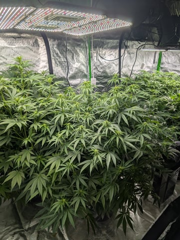 Acapulco Gold  — flower, day 73