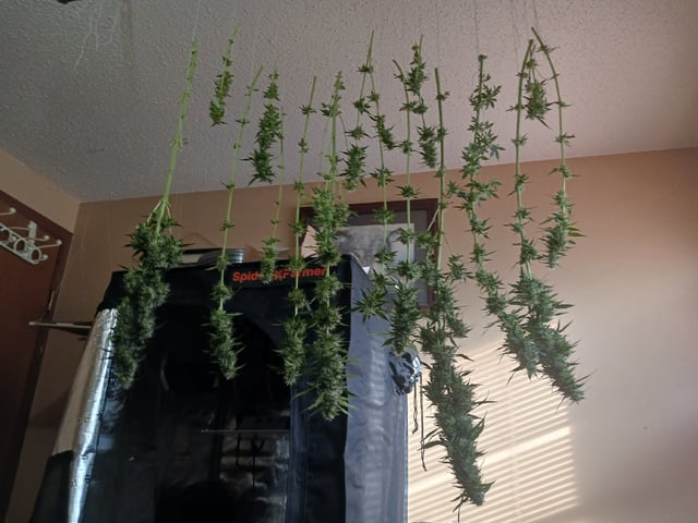 9lbhammer feminized  — harvest, day 86