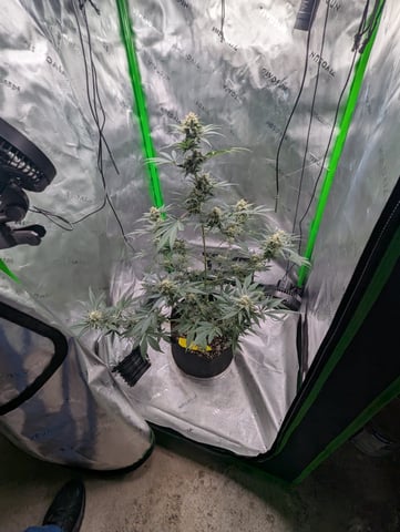 First Grow — flower, day 61