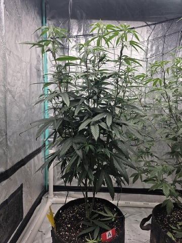 New Project  — vegetative, day 50