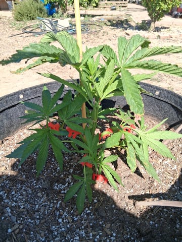 2026 Grow — vegetative, day 19