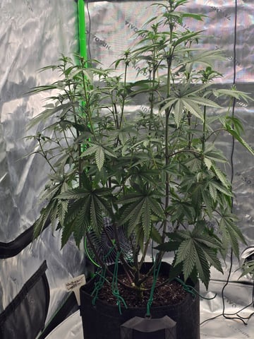 2nd grow round 2 — flower, day 57