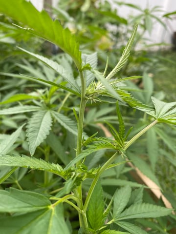 queen of soul X cap junky  — flower, day 129