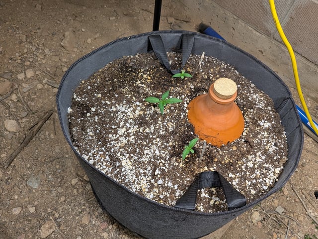 October Start — seedling_rooting, day 20