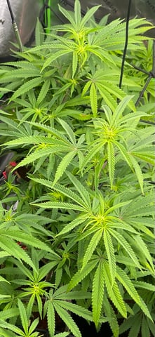 Phx_Freedom — flower, day 61