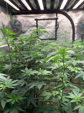 Papaya Frosting  — flower, day 73