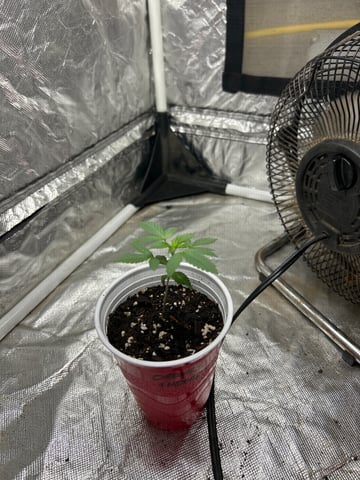 Barney’s Farm  — seedling_rooting, day 1
