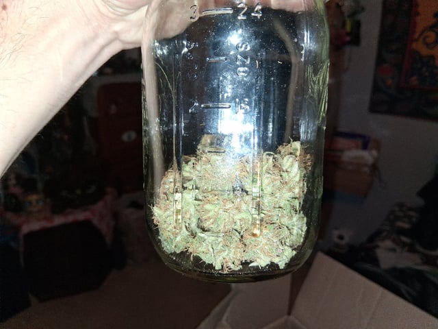 fruity pebbles, cap junky — flower, day 113