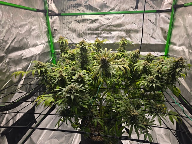 First grow — flower, day 125