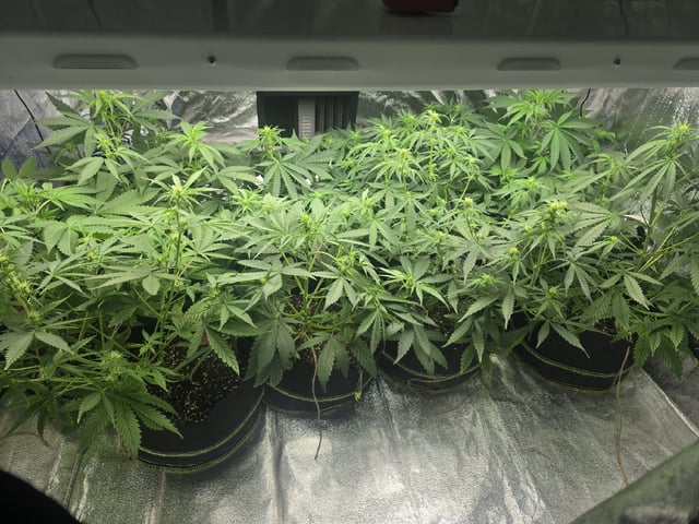 3rd Auto Grow — flower, day 56