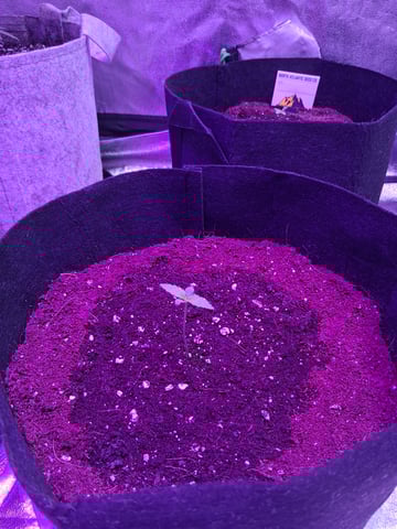 first auto grow — seedling_rooting, day 5