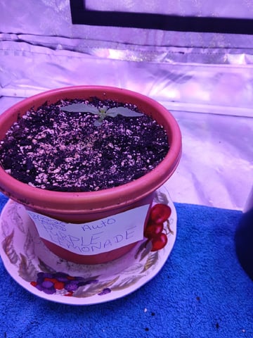 CountryG  — seedling_rooting, day 13