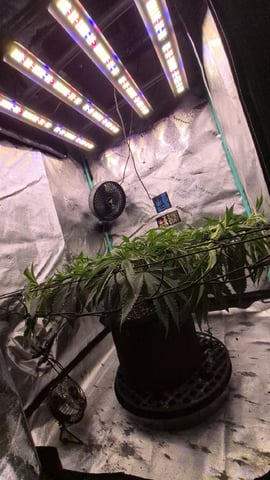 zlurricane blast — vegetative, day 55