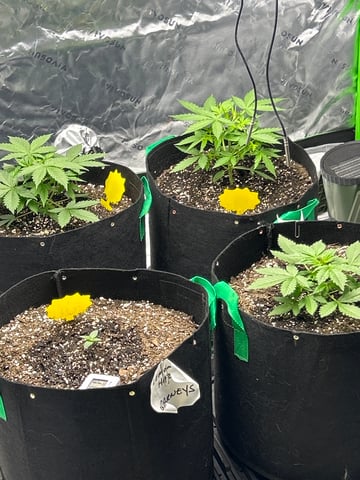 Barney’s Farm /Fast Buds — grow_setup, day 26