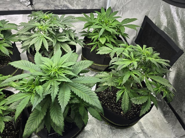 Autos AGAIN — vegetative, day 34