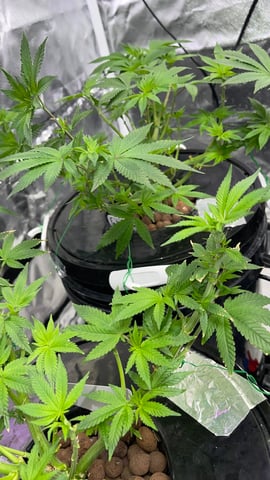 1st Ever Grow (Fat Bastard)(RDWC)  — vegetative, day 72