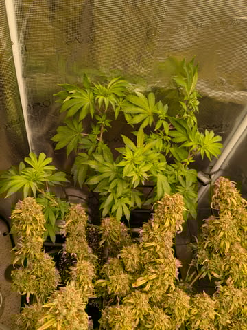 first grow — flower, day 115