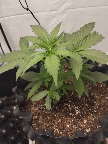 F1 apollo — vegetative, day 14