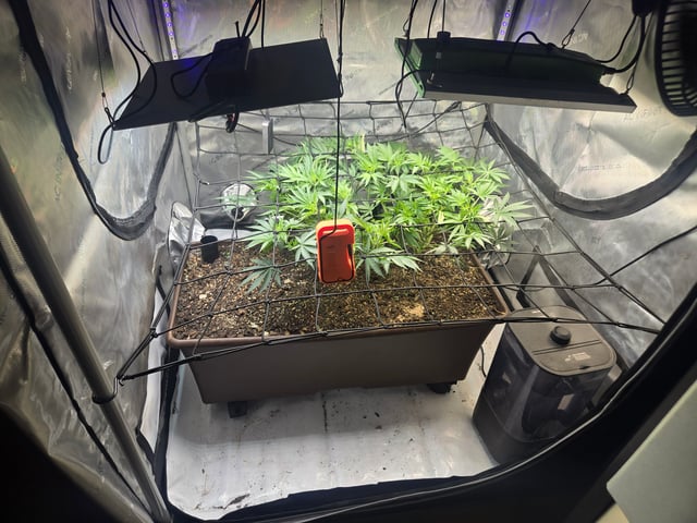 White rhino — flower, day 49
