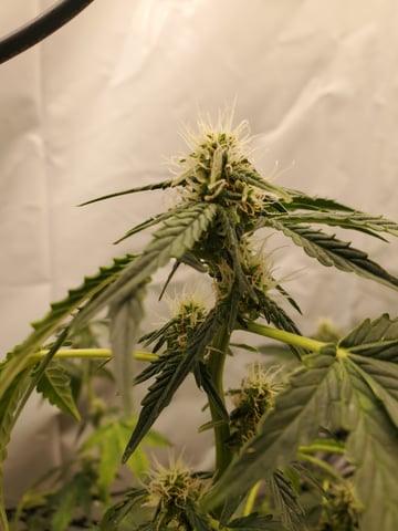 Banana Purple Punch & Rainbow Showers — flower, day 82