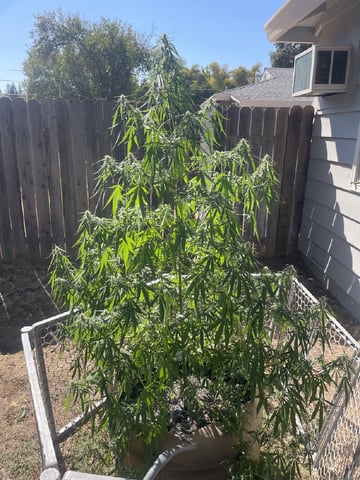  Apollo outdoor — flower, day 51