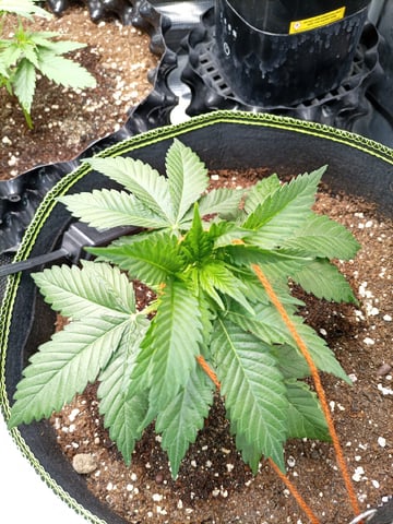 EastmidsMar2k26 — vegetative, day 16