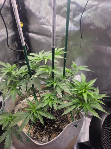 Looking for advice! — vegetative, day 42