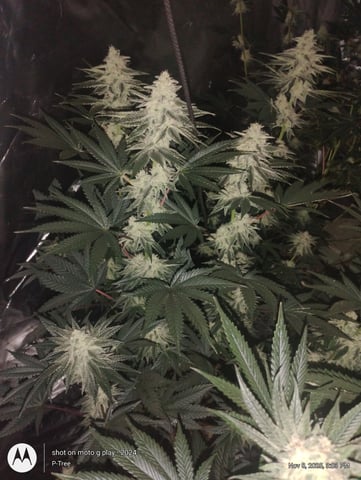 Blueberry Cupcake -- Humboldt County (pheno hunt/clone run) — flower, day 33