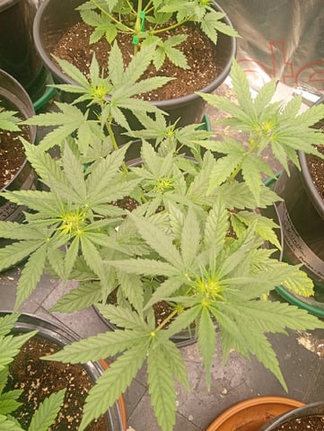 4 Different Kinds Of Autos  — flower, day 35