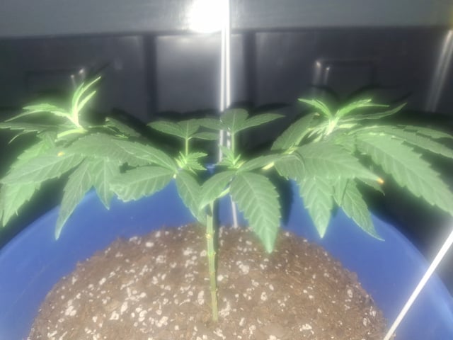 5 Random Seeds in a pot I found in my grinder. — vegetative, day 40