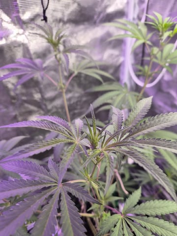 Kalini Asia Auto  — flower, day 23