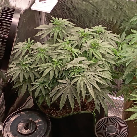 TentPlantLightFan — vegetative, day 62