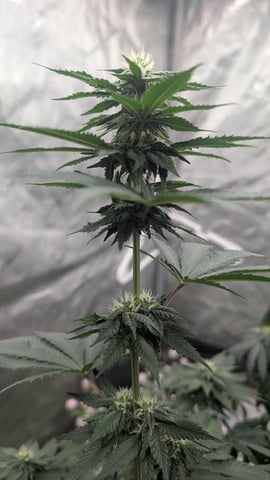 10th Run In Living Soil ✨ — flower, day 32