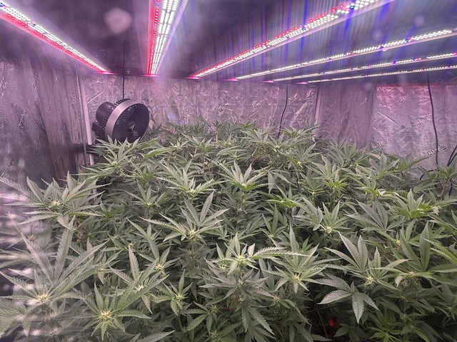 exotic genetix / beleaf cut white truffle  — flower, day 15