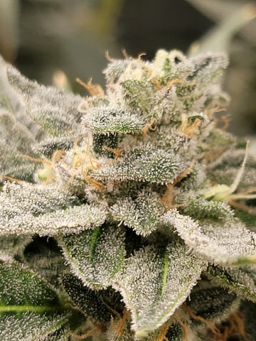 #3 — flower, day 72