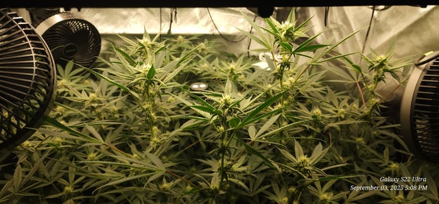 Found my Females... Game On! — flower, day 155