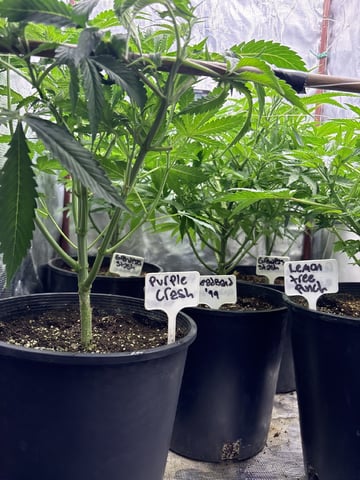 first grow in new 2x2 — flower, day 60