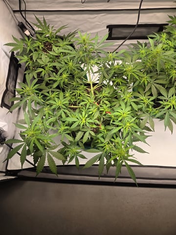 GDP auto 3X5 tent — flower, day 53