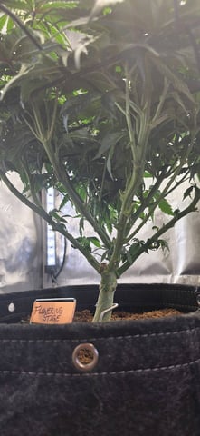 Ace Killer OG — flower, day 28