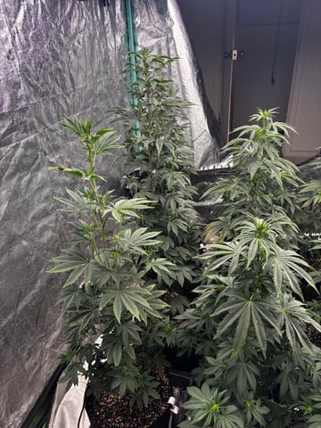 Mixed Freebies — flower, day 76
