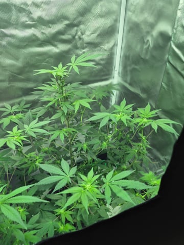 First Time — flower, day 1