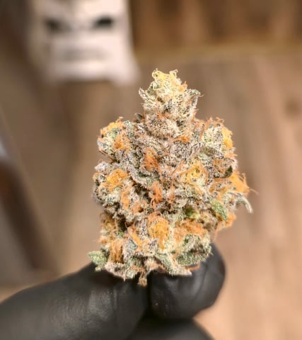 Grow 3 — harvest, day 70