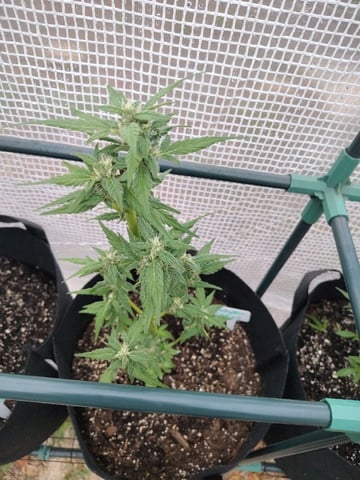 greenhouse grow  — flower, day 2