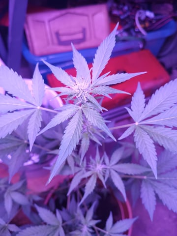 aurora auto — vegetative, day 69