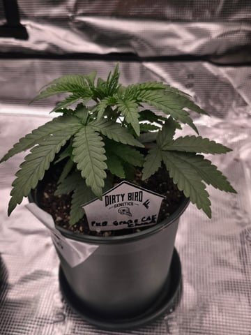 Dirty Bird - Thousand Island Fem & Platinum Kush Breath Remix x Grape Cakehead Fem Photo  — vegetative, day 20