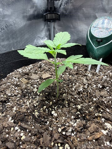 Gorilla Cookies 2nd Try