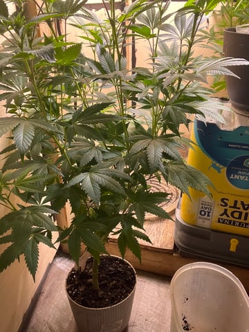 AK Clone — flower, day 81