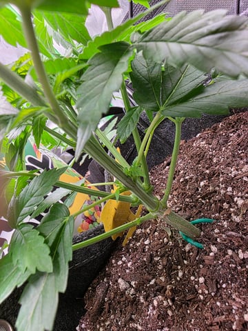 My Second Indoor — vegetative, day 19